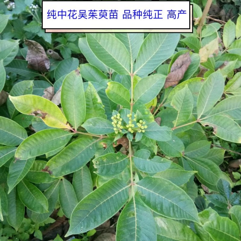 纯中花吴茱萸苗品种纯正高产货源充足价格美丽