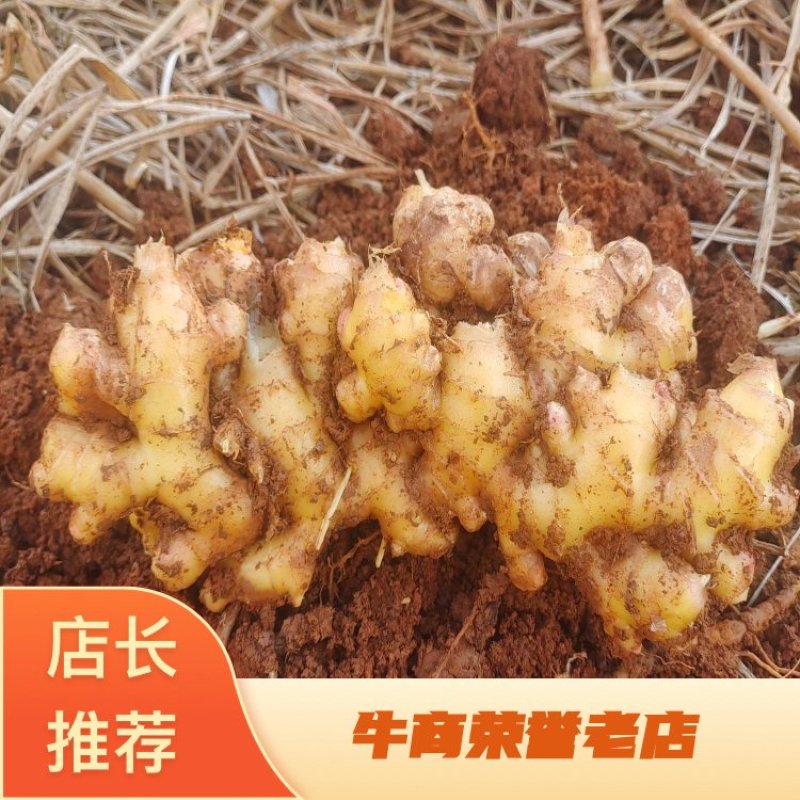 优选小黄姜规格齐全/货源充足一手货源品质保证全国发货