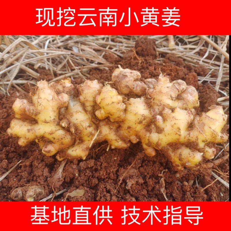 优选小黄姜规格齐全/货源充足一手货源品质保证全国发货