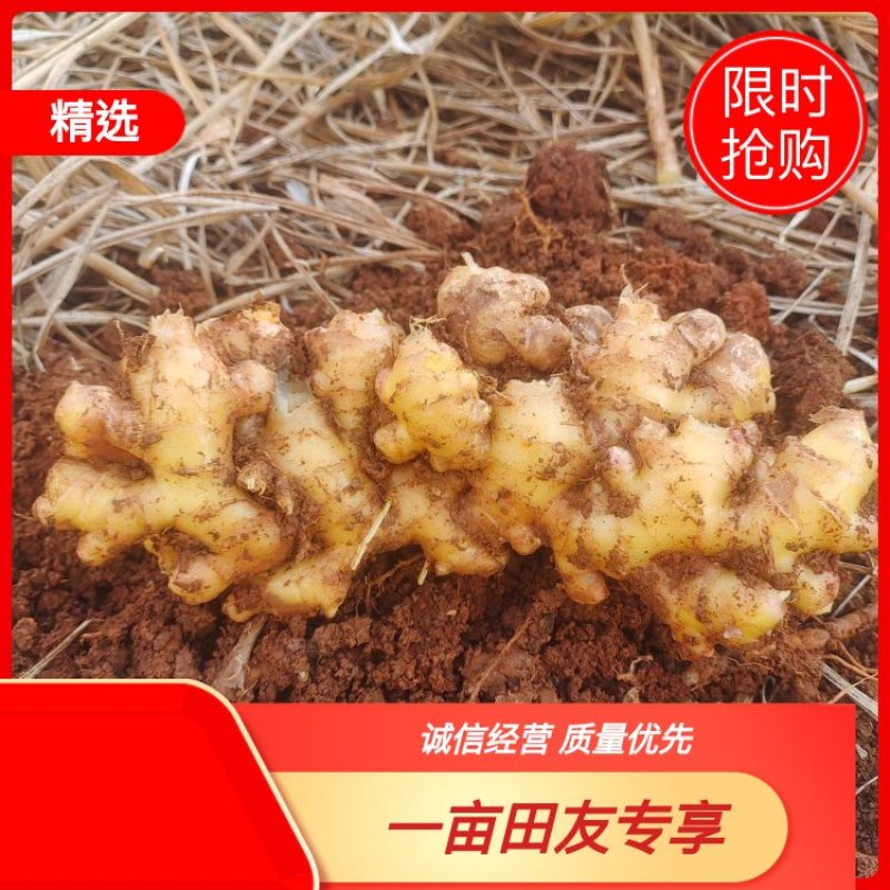 优选小黄姜规格齐全/货源充足一手货源品质保证全国发货