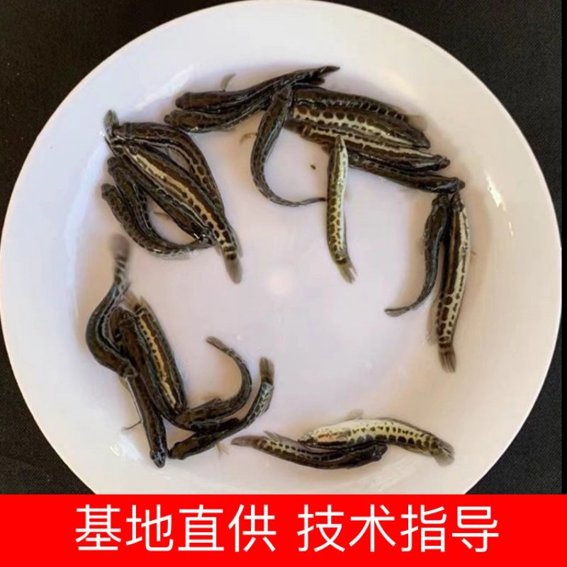精品黑鱼生长速度快，抗病能力强，基地直供发货全国