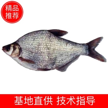鳊鱼大小规格齐全塘口供应免费提供养殖技术