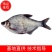 鳊鱼大小规格齐全塘口供应免费提供养殖技术