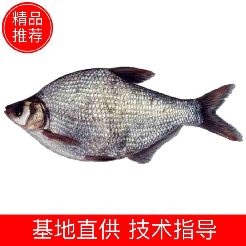鳊鱼大小规格齐全塘口供应免费提供养殖技术