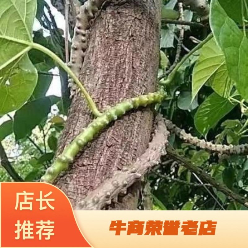 黑苦藤黑骨头铁骨头地摊热销产品产地直供量大从优