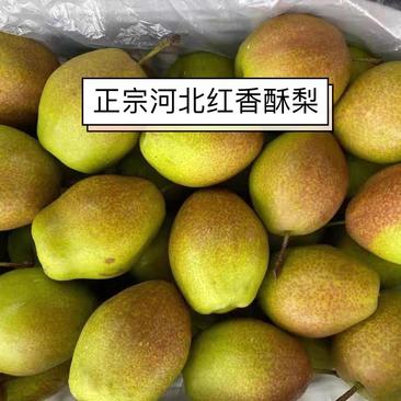 【酥梨】河北红香酥梨，产地直销，对接电商平台，超市，赶大集