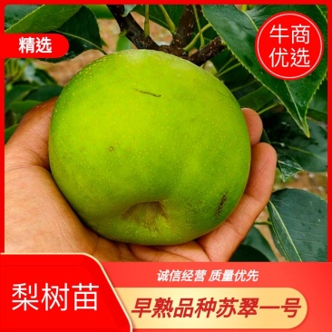 早熟品种苏翠一号，有授权许可证，购苗带防伪二维码的梨苗。