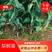 早熟品种苏翠一号，有授权许可证，购苗带防伪二维码的梨苗。