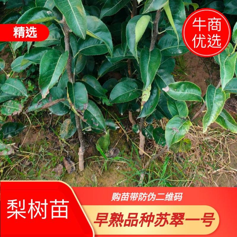 早熟品种苏翠一号，有授权许可证，购苗带防伪二维码的梨苗。