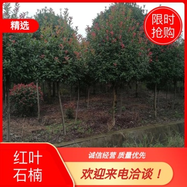 四川红叶石楠树，树型好，量大丛优根据需要的公分数来协调价格