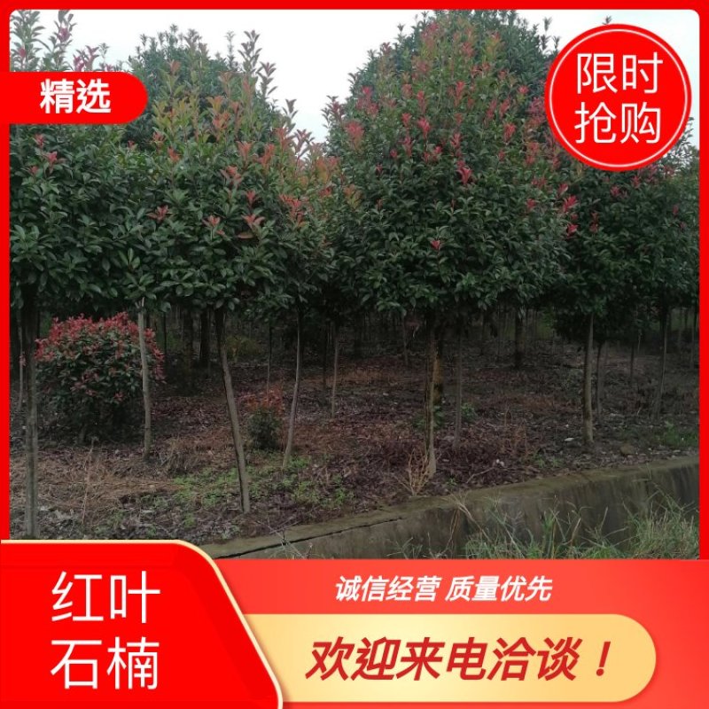 四川红叶石楠树，树型好，量大丛优根据需要的公分数来协调价格