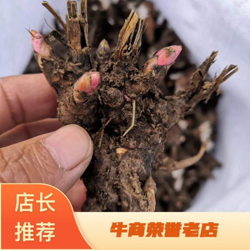 亳州道地药材白芍芽，白芍芽子大量供应中，好种植，