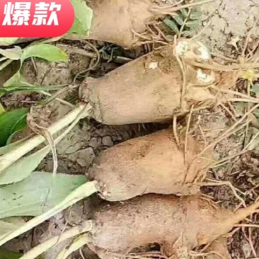 白术芽子，改良白术芽子，白术芽，优质白术芽