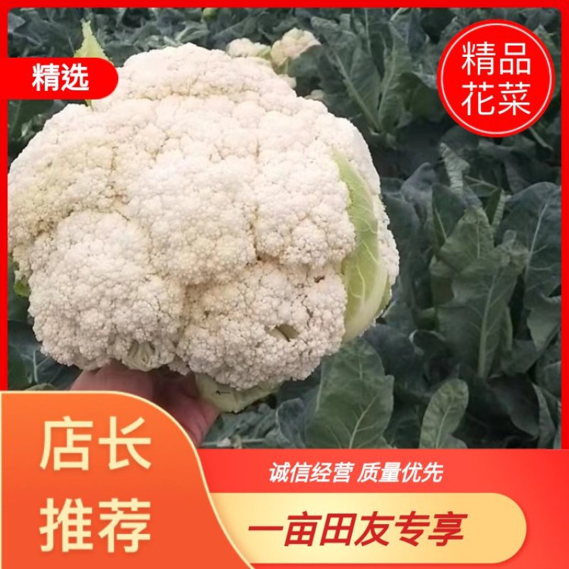 温州有机花小米粒面白商超电商货源充足全国发货