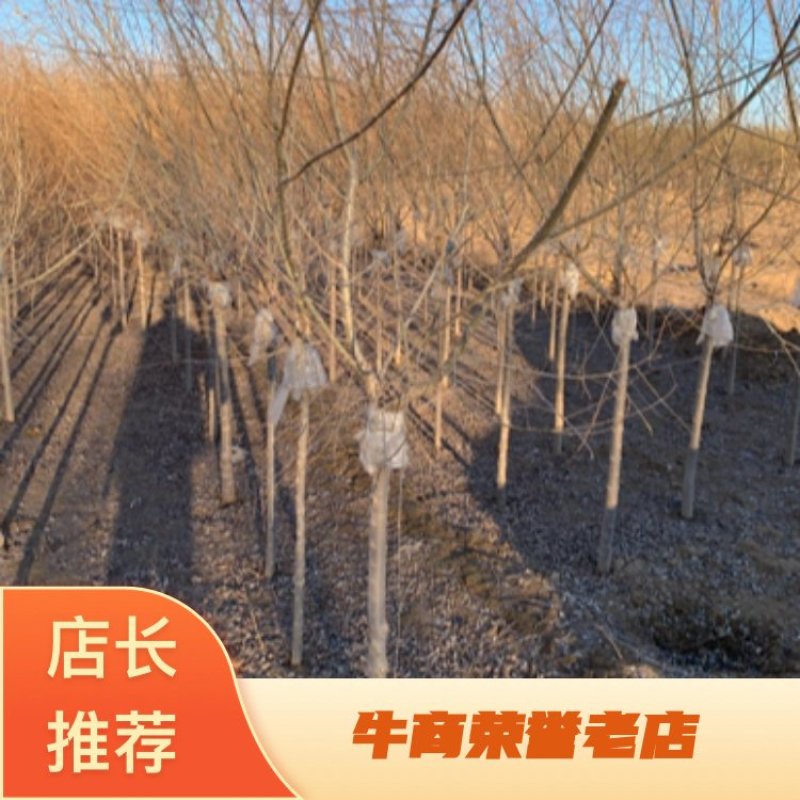 大量供应3-4公分矮杆金叶榆，大量上市了，价格美丽。