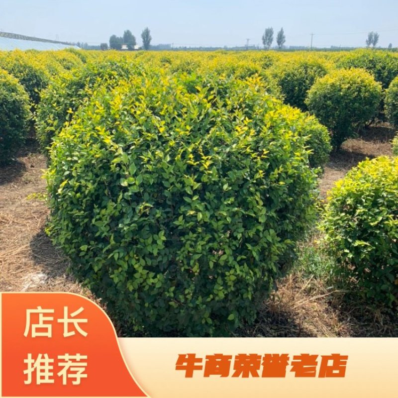百茂园林金叶榆球1.2米-1.5米冠幅。