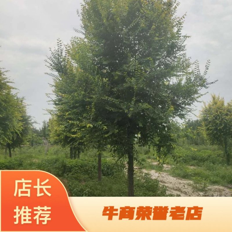 保定百茂园林常年供应各种规格高接矮接金叶榆