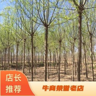 百茂园林常年低价供应各种规格原生平头发帽垂柳