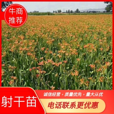精选优质射干苗射干苗批发量大优惠绿化药用射干花苗