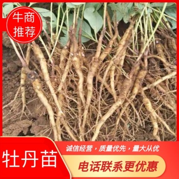 牡丹苗现挖牡丹苗保证新鲜度I111