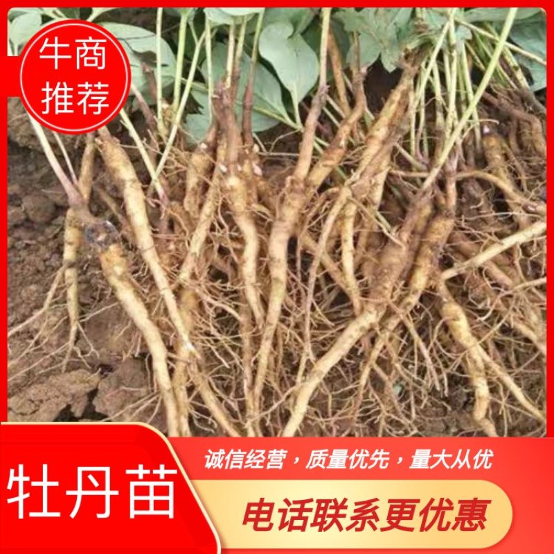 牡丹苗现挖牡丹苗保证新鲜度I111