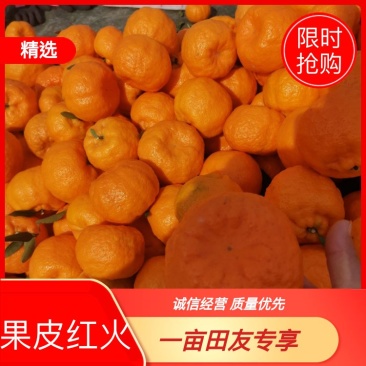 云南高山椪柑橘己大量上市果肉满口感好果皮细腻火红色个头大