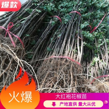 花椒树苗，1一2年苗，品种〈大红袍），根系完好，成活率高