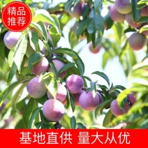基地直销，精品李子苗，品质优选，大量供应，欢迎选购