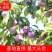 基地直销，精品李子苗，品质优选，大量供应，欢迎选购
