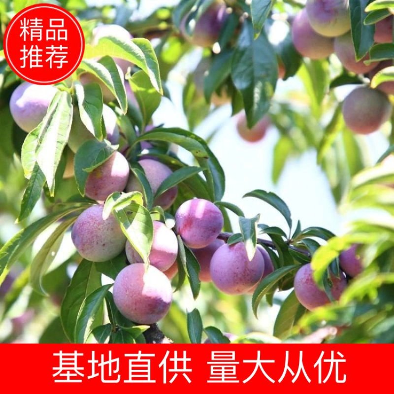 基地直销，精品李子苗，品质优选，大量供应，欢迎选购