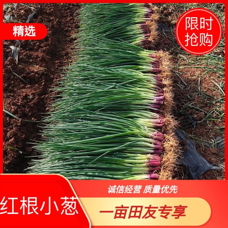 红根小葱（产地直发，货源充足，实力代收）