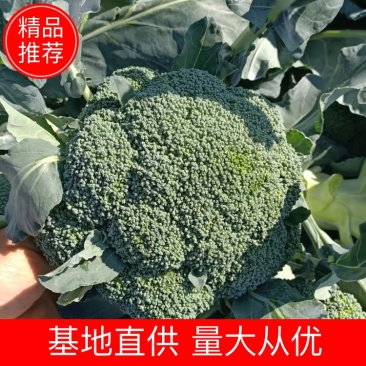 热卖精品蔬菜西蓝花产地直发，一手货源量大从优欢迎电话联系