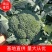 热卖精品蔬菜西蓝花产地直发，一手货源量大从优欢迎电话联系