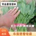 惠民精品菠菜，专业小工，做工精细，货源冲足。