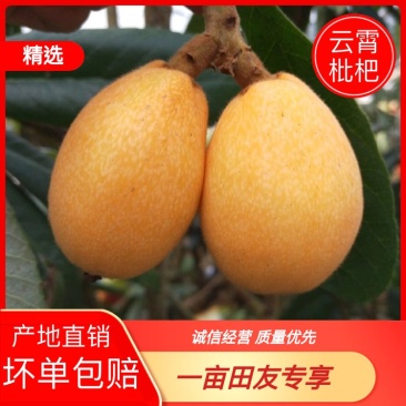 【枇杷】云霄枇杷产地直销可视频看货现摘现发全国发货