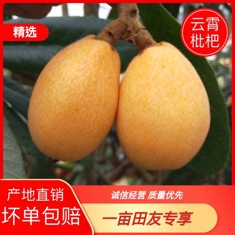 【枇杷】云霄枇杷产地直销可视频看货现摘现发全国发货