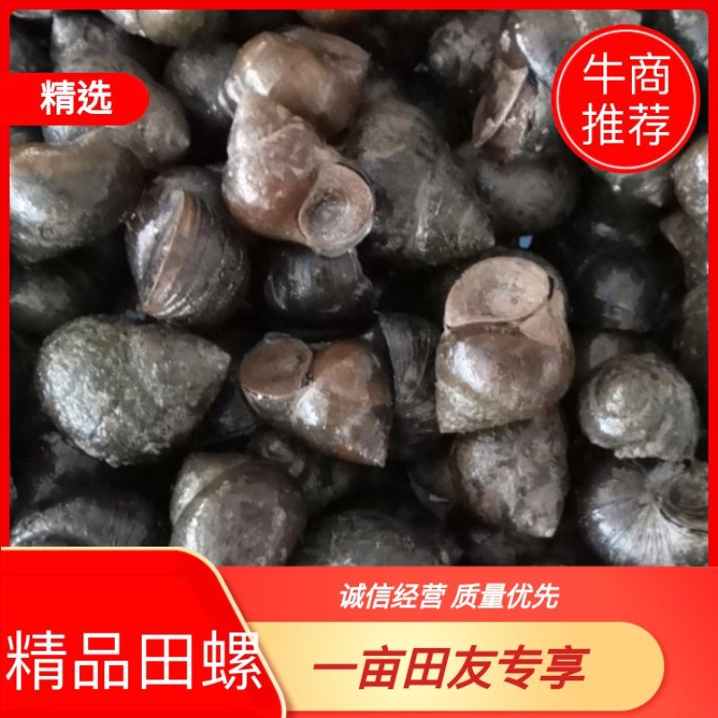 【精品田螺】基地直供一手货源品质保证诚信经营