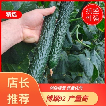 黄瓜种子博颖92强雌油亮深绿条拉瓜能力强膨瓜快商品好