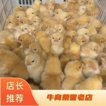 三黄公鸡苗，精品鸡苗，广西南宁鸡苗产地直供包邮