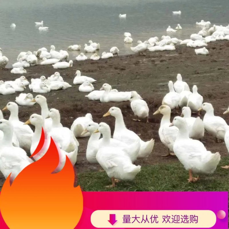 英桃谷白鸭苗，头苗，包打疫苗，免费技术指导成活率高
