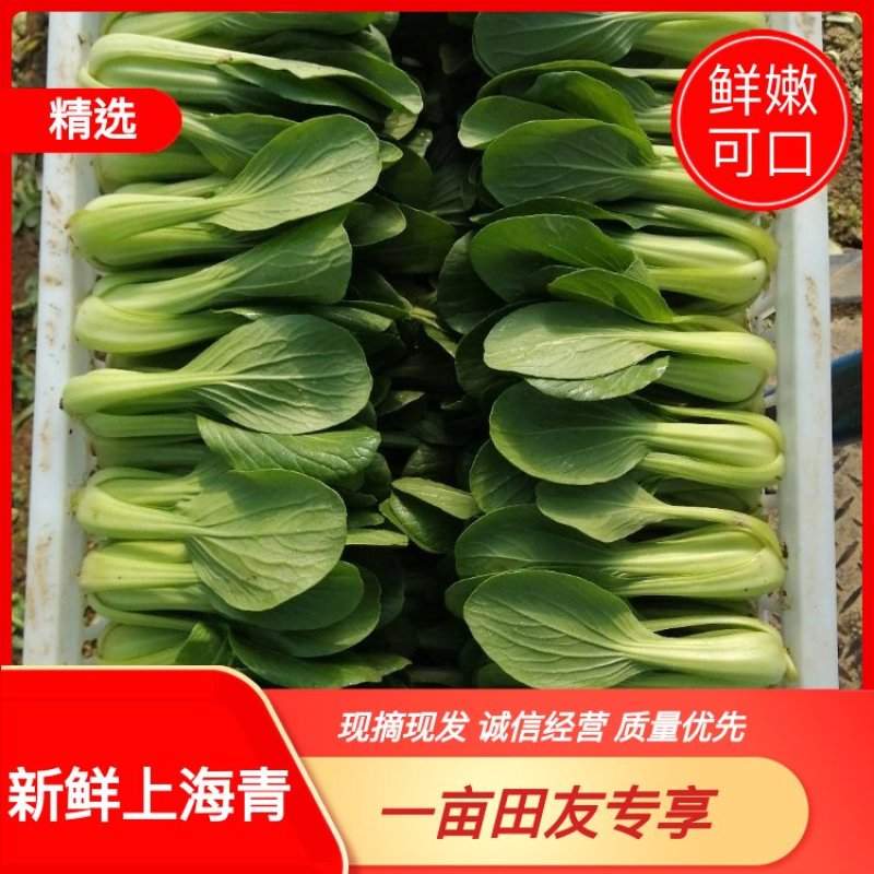 上海青，油菜基地直发一手货源，可供商超食品厂用菜！