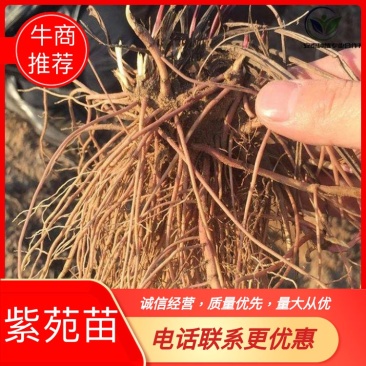 紫苑苗,高产紫苑苗紫苑芽,现挖现发,基地直销价格优惠