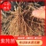 紫苑苗,高产紫苑苗紫苑芽,现挖现发,基地直销价格优惠