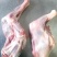 鲜羊肉大草原烤羊前腿鲜羊肉基地直发视频看货质量好价格低