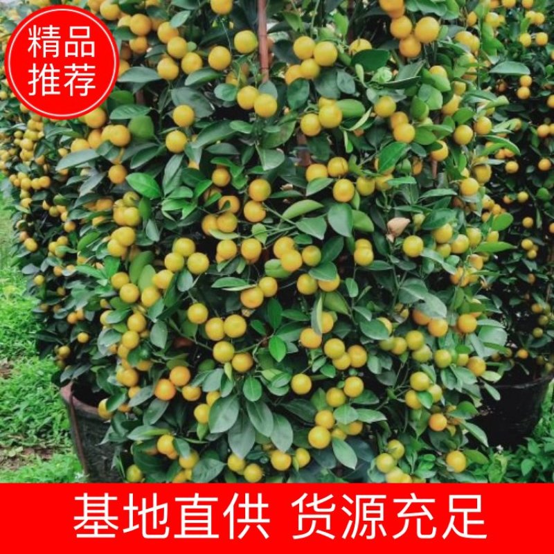 圆梦园艺，四季桔盆栽，正规种植销售企业，诚信可靠！