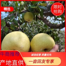 精品正宗安徽砀山酥梨，产地直供货源充足保质保量