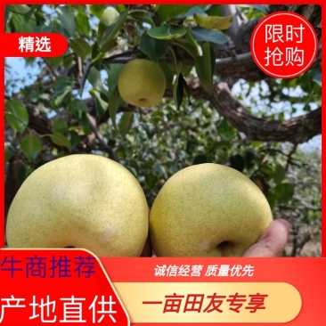 精品正宗安徽砀山酥梨，产地直供货源充足保质保量