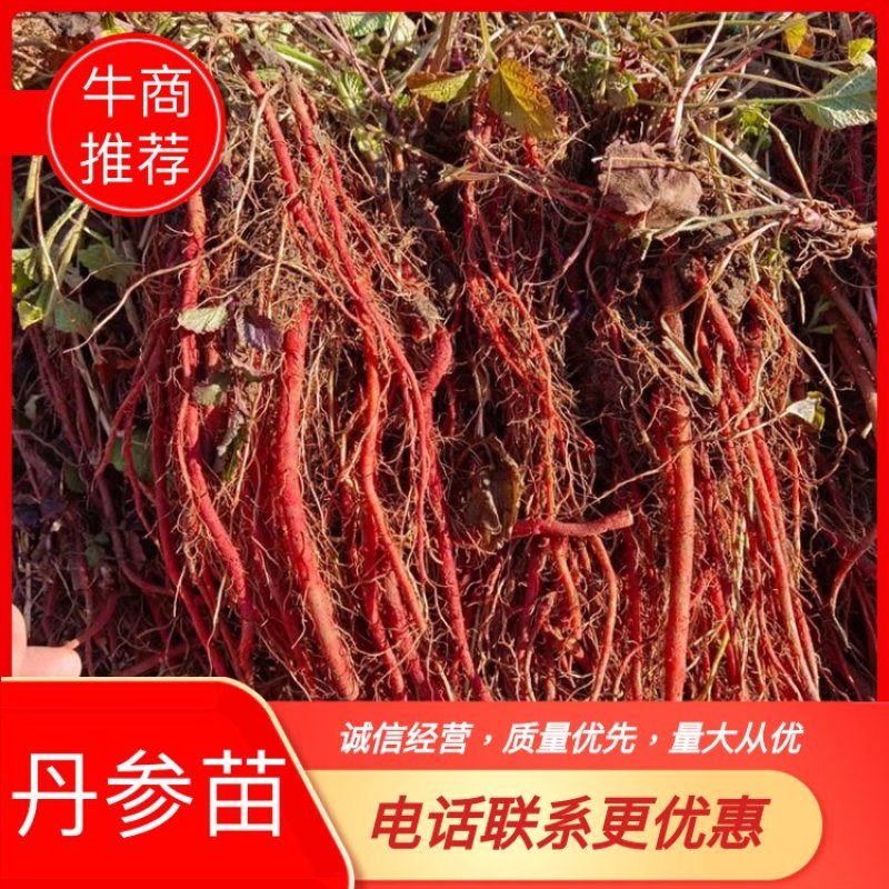 精选丹参苗改良丹参种苗基地丹参苗红参一号