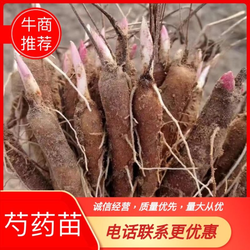 赤芍苗全部现挖鲜苗保证新鲜度发货111