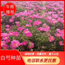 白芍种苗白芍芽头白芍芽可以观赏绿化，成活率高
